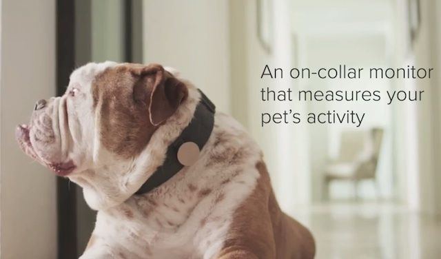 photo of Whistle Launches First iPhone-Synced Wearable Fitness Device For Dogs image