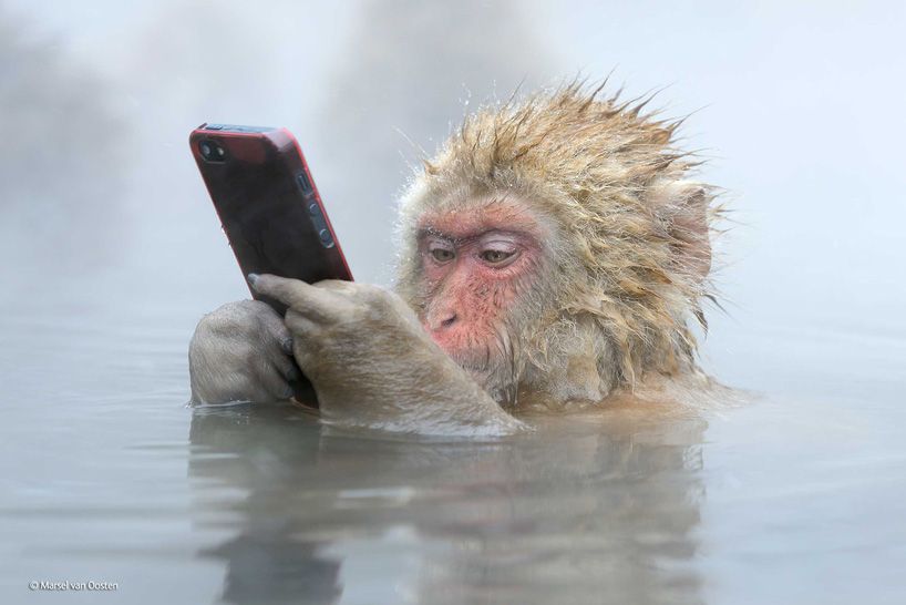 This picture of a monkey using an iPhone won an award