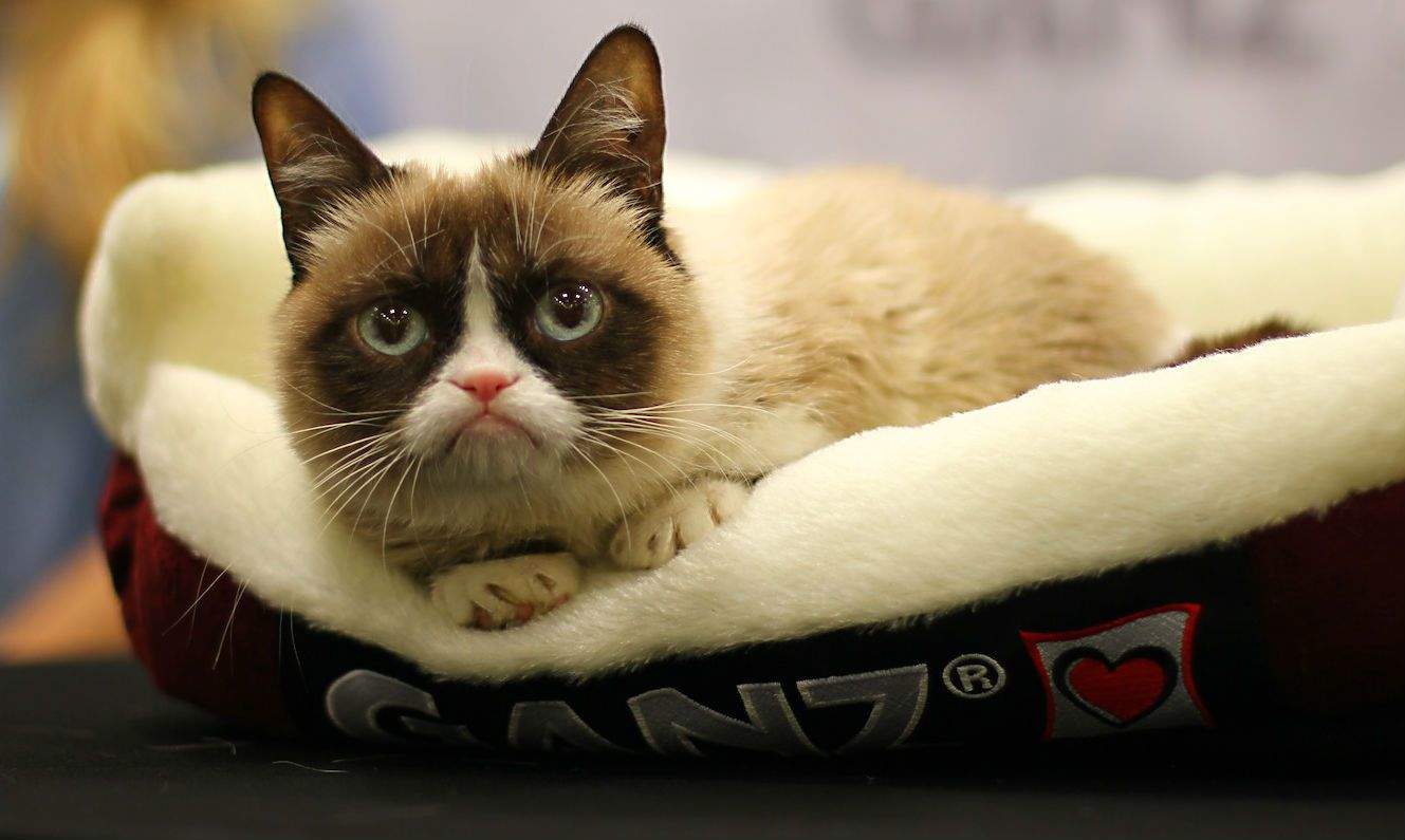 Grumpy Cat's outrageous earnings are the talk of the tabloids | Cult of Mac