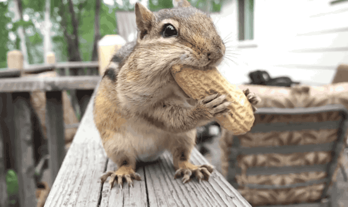 squirrel eating a peanut
