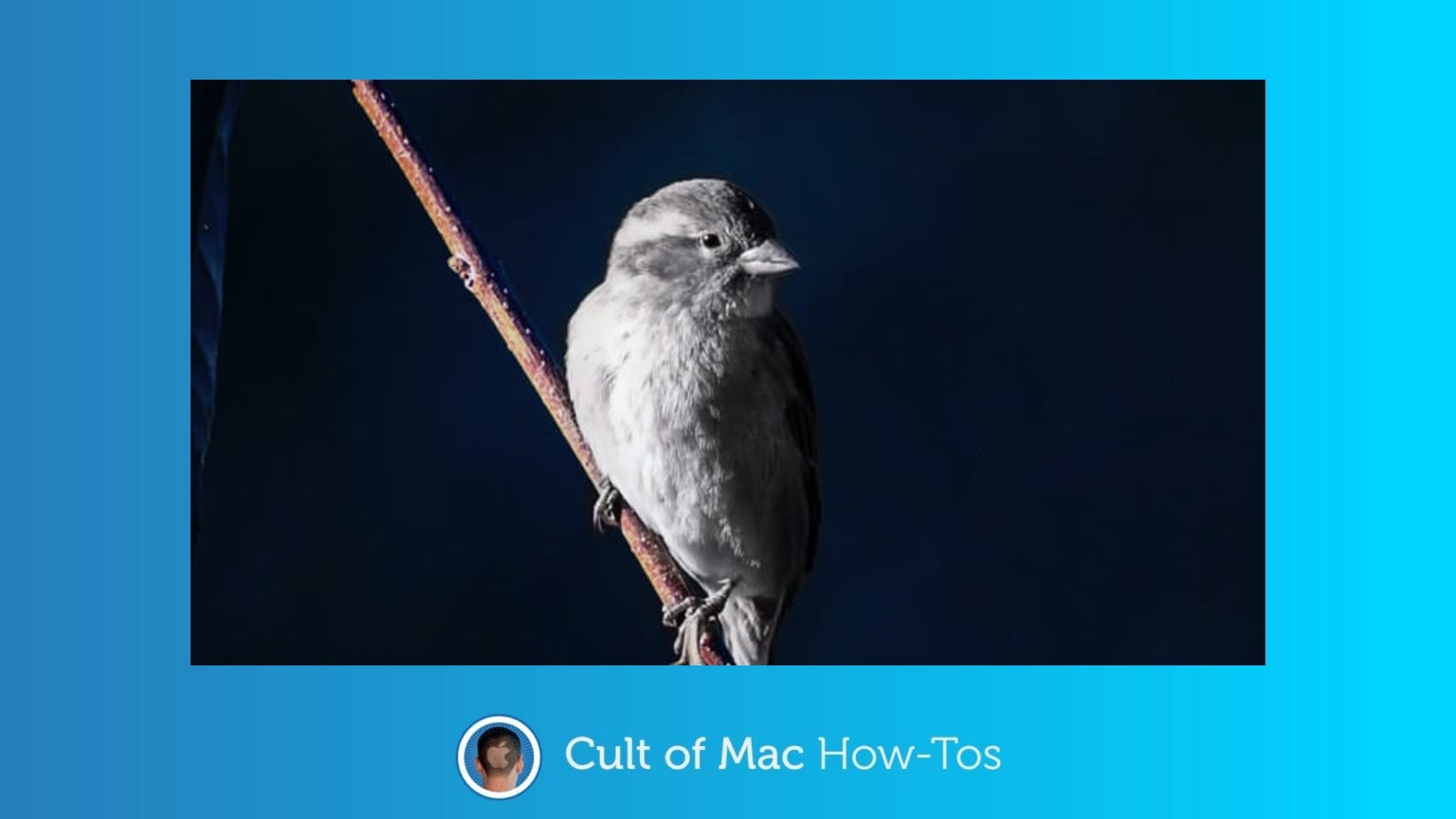 How to tell if Silver Sparrow malware is hiding on your Mac